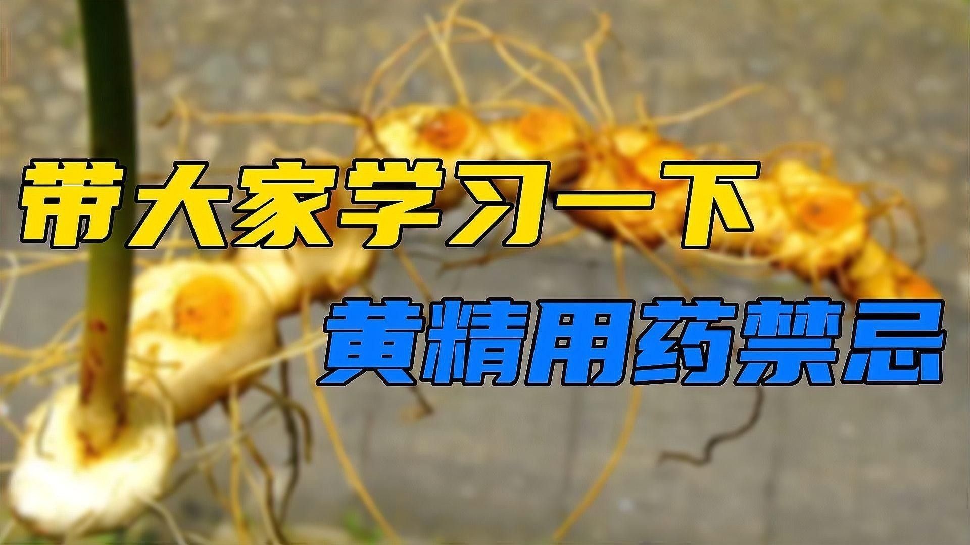 雪龍魚黃精益智仁的功效與作用禁忌