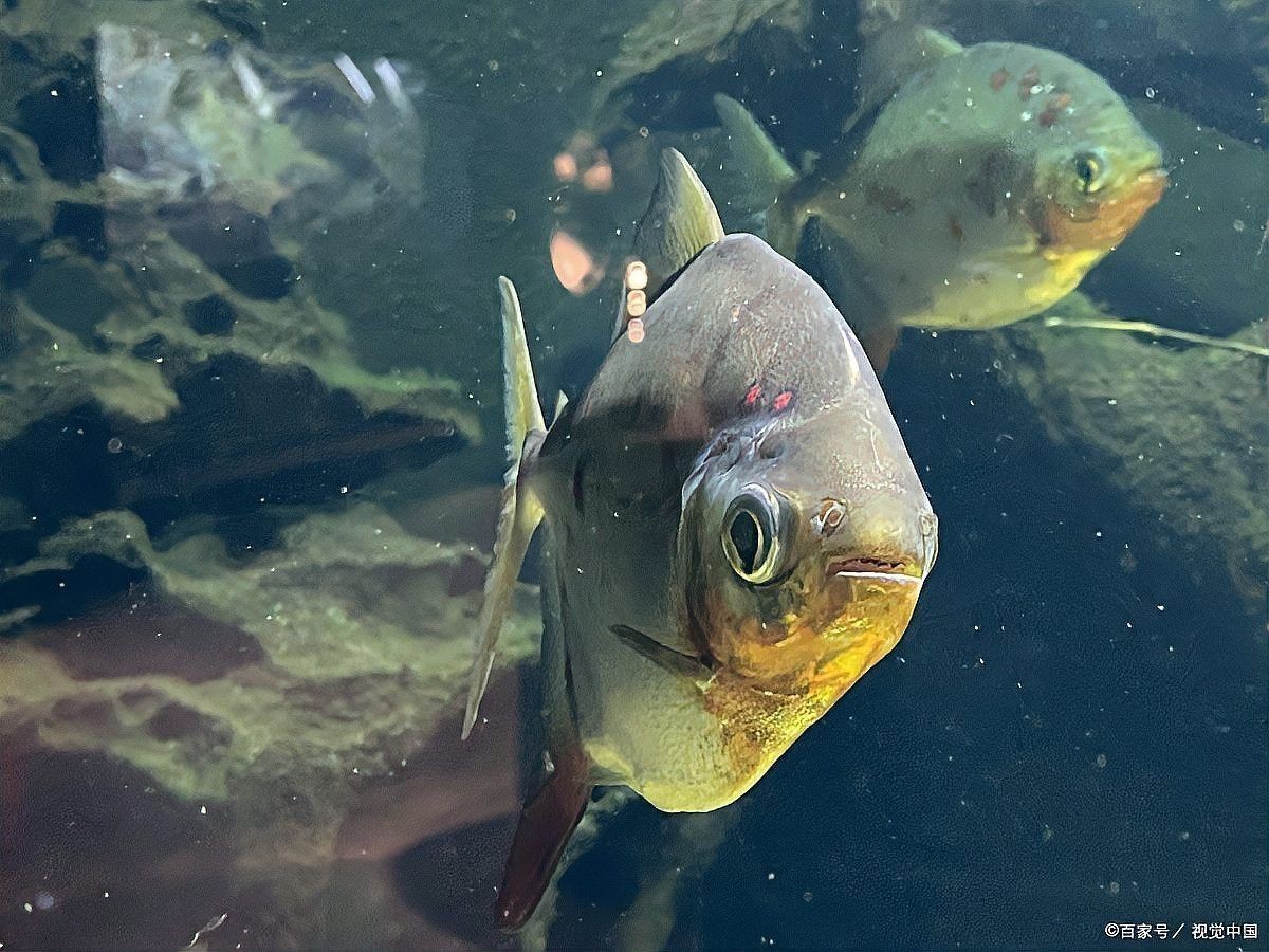 金龍魚的最佳光照時長是多少？