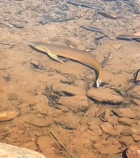 金龍魚稀有品種的市場價值