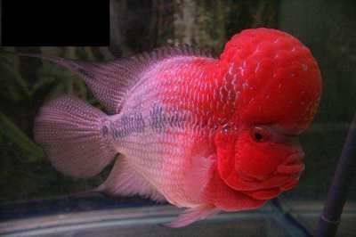 橙紅龍魚發色過程：如何優化橙紅龍魚發色影響因素，橙紅龍魚發色期水質管理