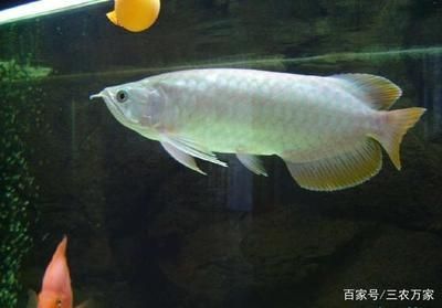 武吉美拉過背金龍魚價(jià)格多少錢：武吉美拉過背金龍魚價(jià)格 武吉美拉過背金龍魚價(jià)格多少錢：武吉美拉過背金龍魚價(jià)格 龍魚百科 第1張