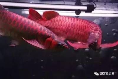 紅龍魚體型特征是什么樣的：紅龍魚的體型特征