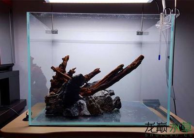 龍魚缸沉木造景圖：龍魚缸沉木造景圖片 龍魚缸沉木造景圖：龍魚缸沉木造景圖片 龍魚百科 第1張