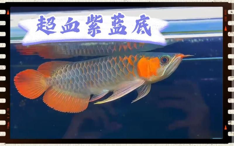 藍色龍魚圖片大全高清圖
