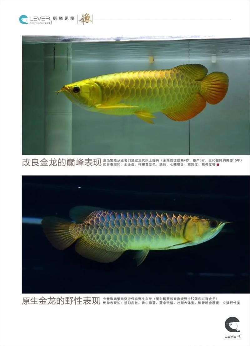 藍色龍魚圖片大全高清圖