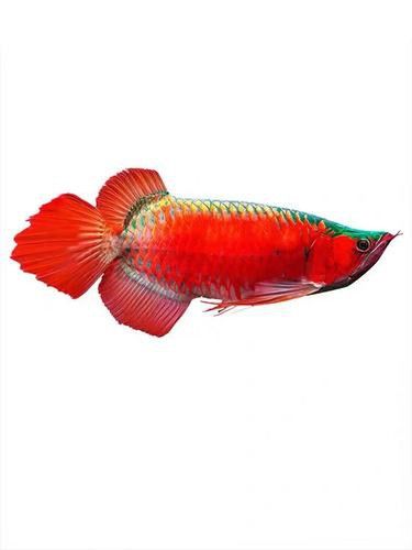 藍色龍魚圖片大全高清圖