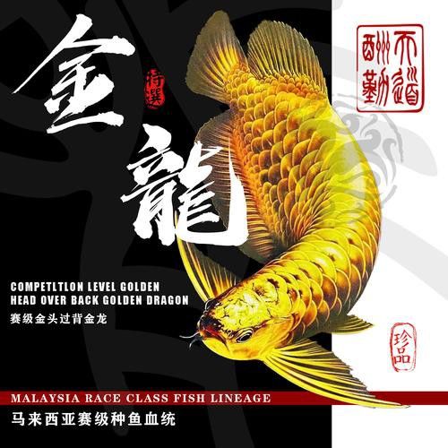 藍色龍魚圖片大全高清圖