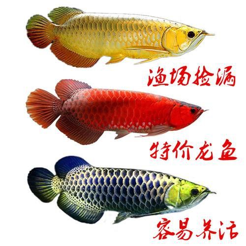 藍色龍魚圖片大全高清圖
