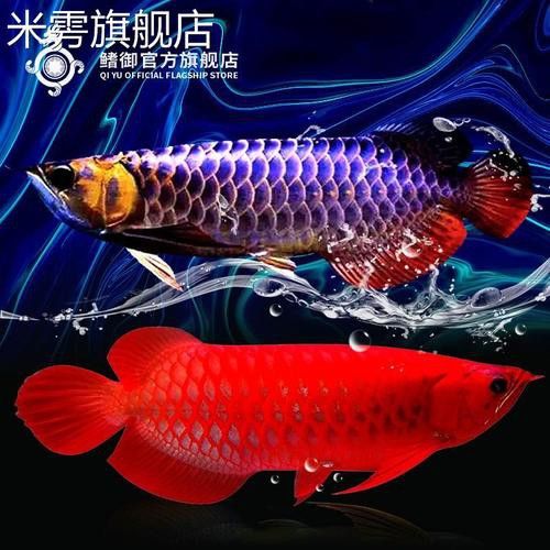 藍色龍魚圖片大全高清圖