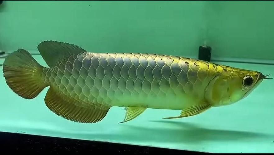藍色龍魚圖片大全高清圖