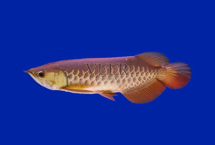 藍色龍魚圖片大全高清圖
