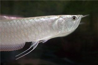 龍魚養3條最好風水學：龍魚養殖風水布局技巧