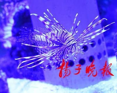 紅龍魚一般陪幾條埃及神仙魚合適養【紅龍魚與埃及神仙魚混養的數量搭配】