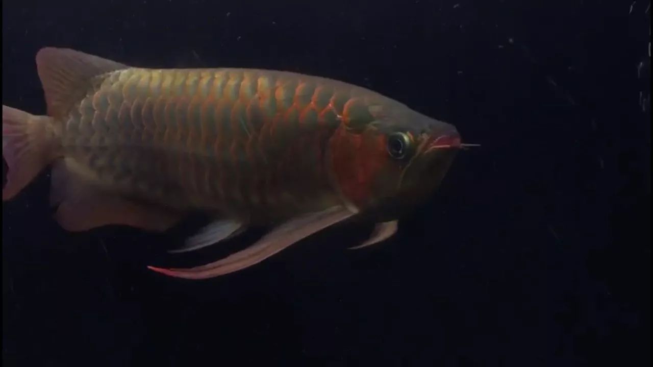 養(yǎng)蘭壽好還是養(yǎng)龍魚（蘭壽和龍魚怎么選） 養(yǎng)蘭壽好還是養(yǎng)龍魚（蘭壽和龍魚怎么選） 龍魚百科 第4張