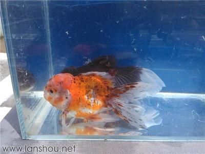 養(yǎng)蘭壽好還是養(yǎng)龍魚（蘭壽和龍魚怎么選） 養(yǎng)蘭壽好還是養(yǎng)龍魚（蘭壽和龍魚怎么選） 龍魚百科 第1張