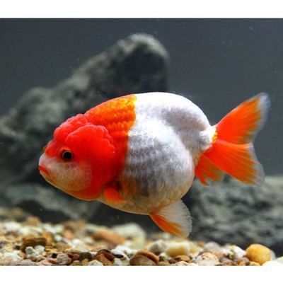養(yǎng)蘭壽好還是養(yǎng)龍魚（蘭壽和龍魚怎么選） 養(yǎng)蘭壽好還是養(yǎng)龍魚（蘭壽和龍魚怎么選） 龍魚百科 第5張