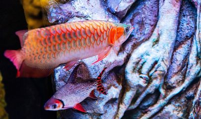 龍魚到家就開口能給它吃嗎？：龍魚到家后能否立即喂食取決于龍魚的適應(yīng)情況取決于龍魚的適應(yīng)情況