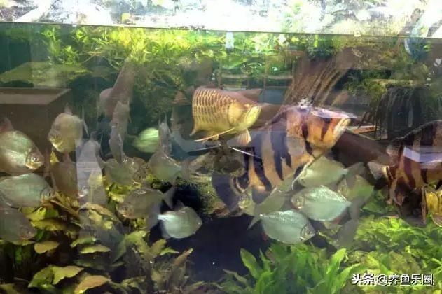 養龍魚為什么要裸缸：養龍魚為什么要選擇裸缸 養龍魚為什么要裸缸：養龍魚為什么要選擇裸缸 龍魚百科 第1張