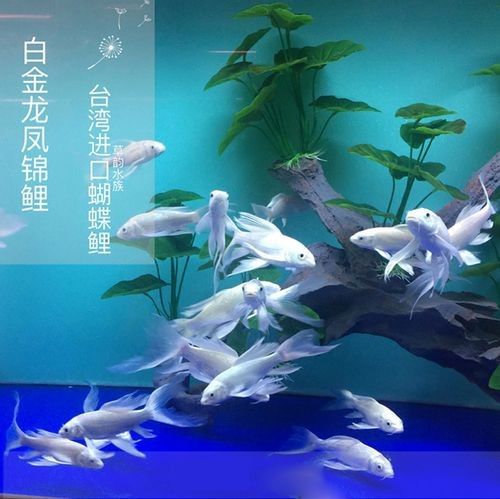 龍魚品種圖片 龍魚品種圖片 龍魚百科 第6張