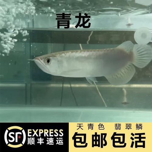 龍魚品種圖片 龍魚品種圖片 龍魚百科 第35張