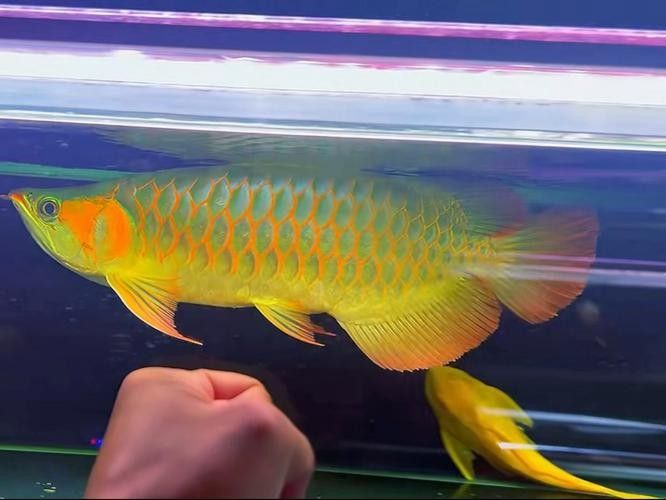 龍魚品種圖片 龍魚品種圖片 龍魚百科 第30張