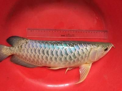 龍魚(yú)浮頭游不下去：龍魚(yú)浮頭游不下去可能由多種因素引起龍魚(yú)浮頭游不動(dòng)