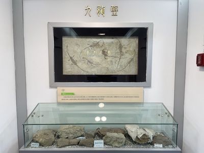 龍魚化石在哪個博物館：南京大學地球科學博物館魚龍化石與恐龍化石的區別