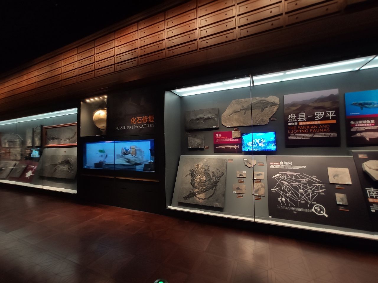 龍魚化石在哪個博物館：南京大學地球科學博物館魚龍化石與恐龍化石的區別