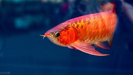 龍魚的魚鰭腐爛：小龍魚養(yǎng)殖經驗分享