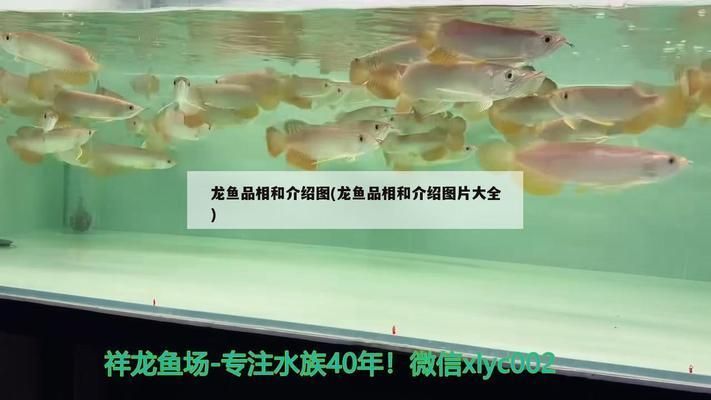 馬來西亞龍魚品種圖鑒：過背金龍的飼養技巧 馬來西亞龍魚品種圖鑒：過背金龍的飼養技巧 龍魚百科 第2張