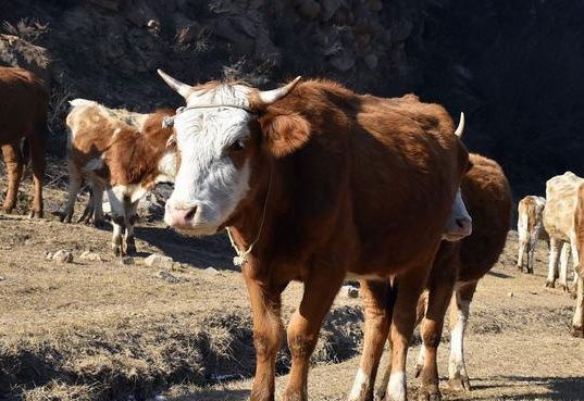金龍魚養殖利潤怎么樣？