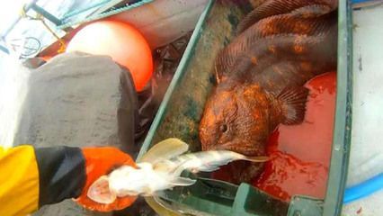 金龍魚適合手術后食用嗎？：金龍魚是否適合手術后食用時