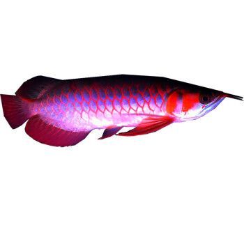 紅龍魚過背啥意思：\"紅龍魚過背\"是一種觀賞魚類的術(shù)語