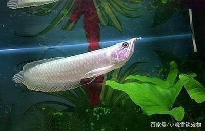 缸里養幾條龍魚比較好：缸里養幾條龍魚比較好呢？ 缸里養幾條龍魚比較好：缸里養幾條龍魚比較好呢？ 龍魚百科 第2張