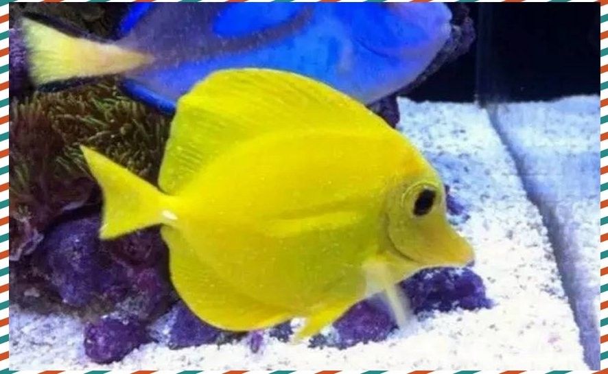 龍魚白點病多久會死
