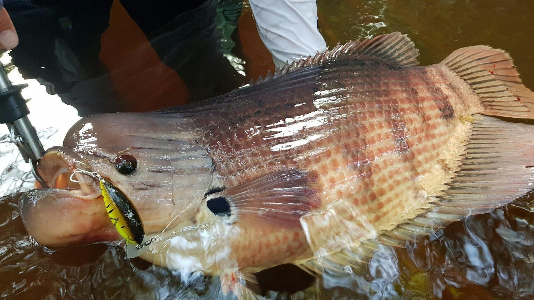 招財戰船魚批發：招財戰船魚價格