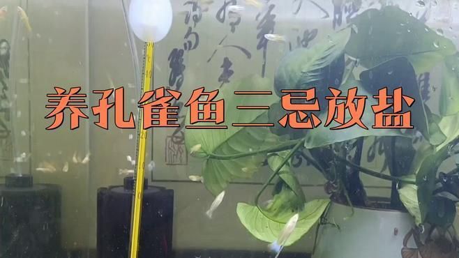 馬印水族魚鹽最忌三種食物
