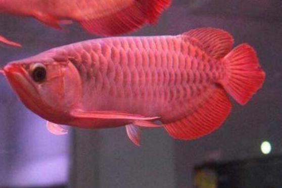 世界上最貴的血紅龍魚：世界上最貴的血紅龍魚價格是多少？