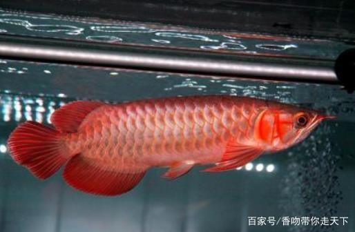 世界上最貴的血紅龍魚：世界上最貴的血紅龍魚價格是多少？