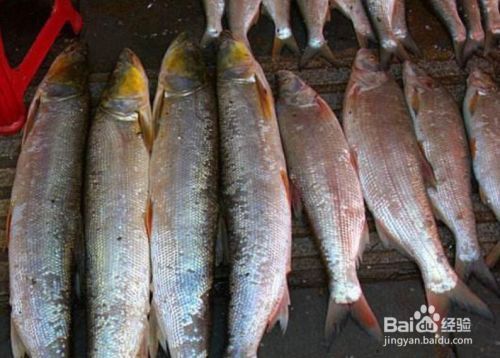 紅龍魚眼睛往下掉怎么辦視頻教學(xué)大全圖片（紅龍魚眼睛往下掉怎么辦視頻教學(xué)大全圖片）