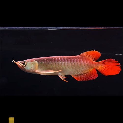 紅龍魚品種排行圖片欣賞圖