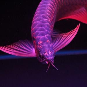 紅龍魚品種排行圖片欣賞圖