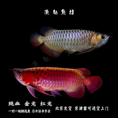 紅龍魚品種排行圖片欣賞圖