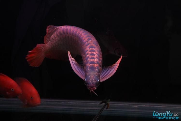 紅龍魚品種排行圖片欣賞圖