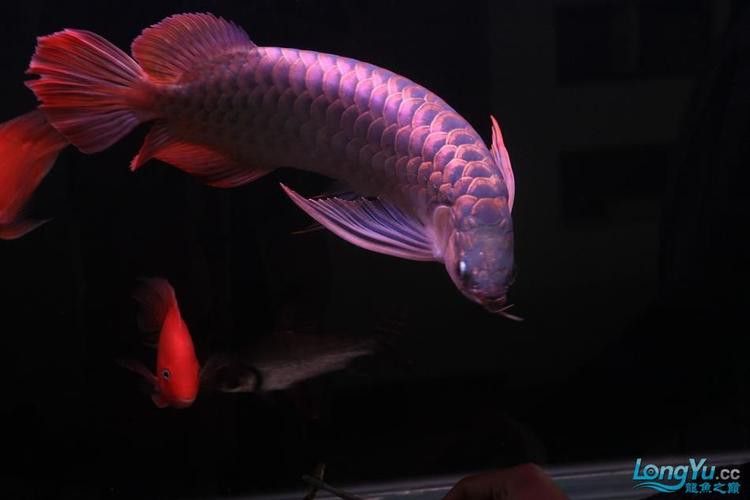 紅龍魚品種排行圖片欣賞圖