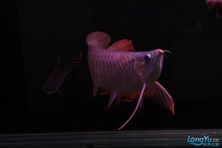 紅龍魚品種排行圖片欣賞圖