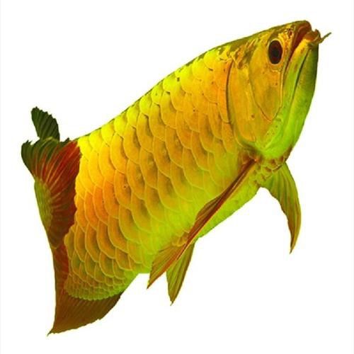 紅龍魚品種排行圖片欣賞圖