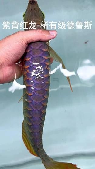 紅龍魚品種排行圖片欣賞圖