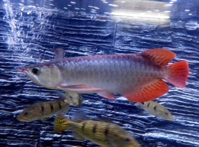紅龍魚品種排行圖片欣賞圖