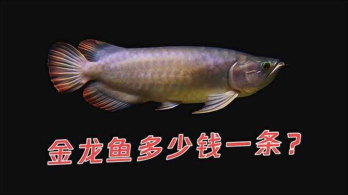金龍魚三個(gè)品種價(jià)格表